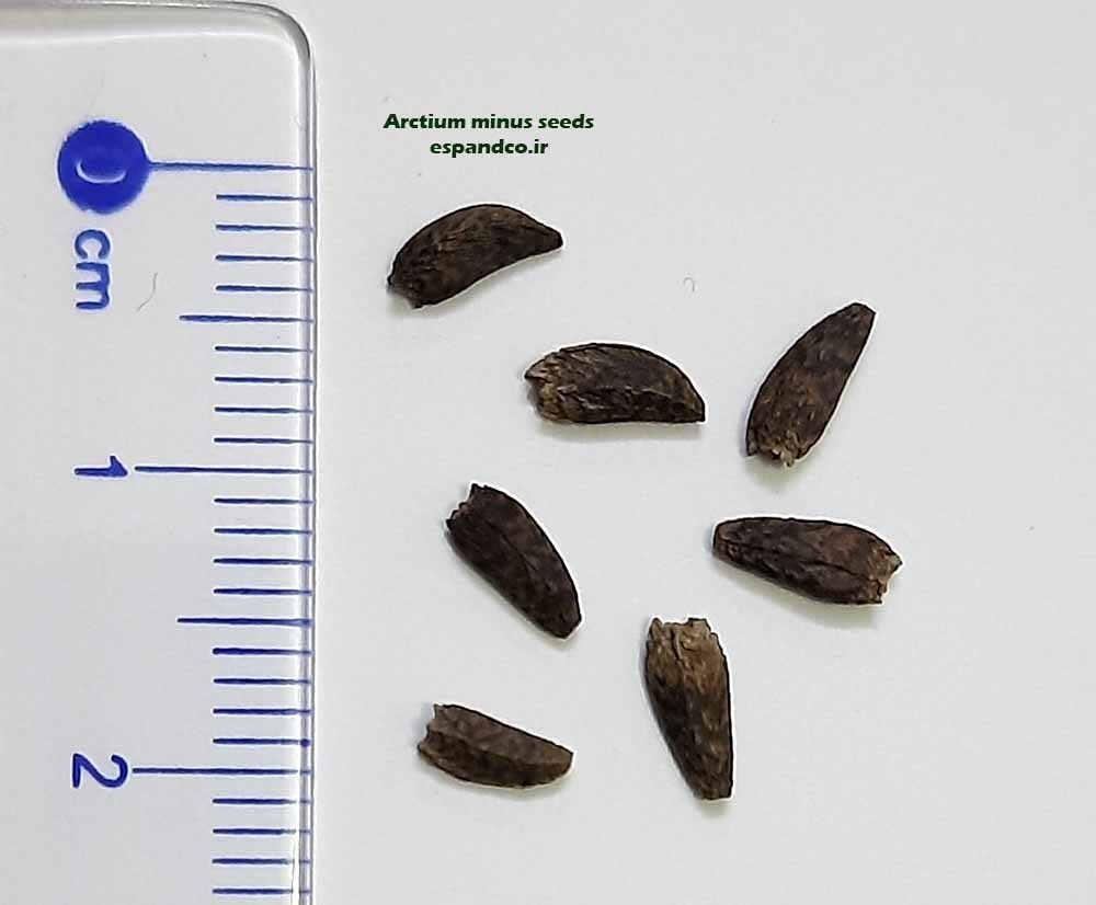  Arctium minus seeds 